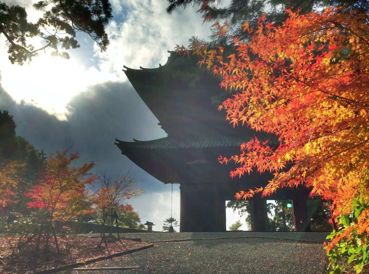 🏯 나라를 지키는 절 (칭코쿠지) 이미지 4